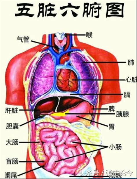 女胃位置|女性人体结构五脏六腑肾的位置图